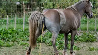 Horse peeing 🐎 | Horse Poop peep | Horses