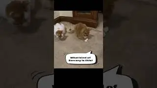 My Cat Boots Experiences Sorcery #shorts #cat #pets