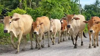 Puluhan sapi yang sedang berkeliaran di jalanan desa, Suara sapi moo, Aktivitas Sapi lucu di jalanan