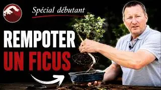 ФИКУС, БОНСАЙ С КОТОРОГО НАЧАТЬ 🌱 КАНАЛ БОНСАЙ