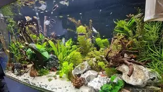 My brother's 430 liter community aquarium