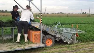 義大利Ortomec長莖蔬菜採收機 / Ortomec long stem vegetable harvester