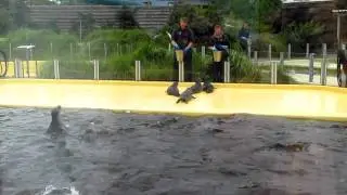 Seehundstation Norddeich und Waloseum in Ostfriesland