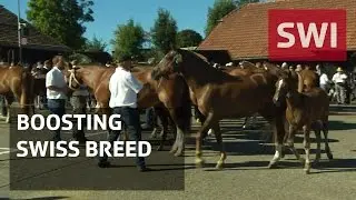 Swiss Freiberg breed fights for recognition