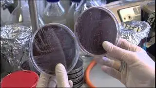 The Investigators Series I - Functional Foods Part 1