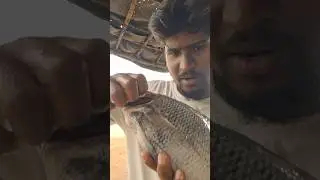How to find out if fish is fresh #freshfish #fish #fishing #shorts #shortvideo #shortsvideo #short