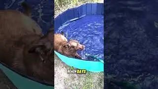 AMAZON FIND! Foldable Dog Pool, Keep your pets cool This Summer!!