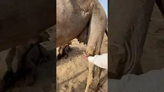Farmer selling camel milk 👍 camel milk dairy farm 👍