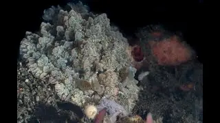 Dendrodoris carbunculosa