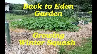 Back to Eden Garden -- Growing Winter Squash