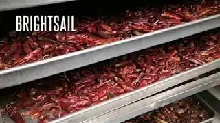 Chilli dryer machine -sales009@brightsail-asia.com