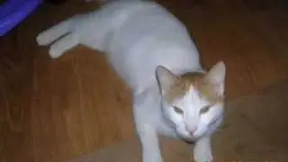 Help Find These Lost Pets! Repost Wiskr.Com
