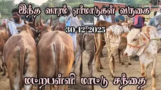 30-12-2025/ இந்த வாரம் ஏர்மாடுகள் வருகை மட்றபள்ளி மாட்டு சந்தையில் / matrapalli Cowmarket 