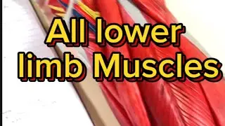 Lower limb Muscles Model Learn in just 3 Minutes #mbbs #lowerlimbmuscles #1styearmbbs #1styearmbb