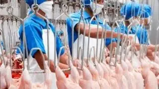 NASIP PEKERJA DI PABRIK AYAM AUSTRALIA