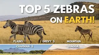 Top 5 Types of Zebras on Earth | Plains, Grevy&rsquo;s, Mountain, Quagga, Chapman&rsquo;s Zebra Explained