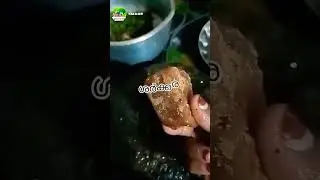 ചുമ,തുമ്മൽ, ജലദോഷം എന്നിവ മാറാനുള്ള നാടൻ പ്രതിവിധി /Kerala Chukku Coffee #ayurvedic #youtubeshorts