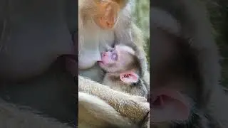 Adorably newborn monkey get sweet milk #like #monkey #baby #love #wild #newborn