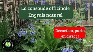La consoude officinale d&eacute;coction engrais naturel tutoriel