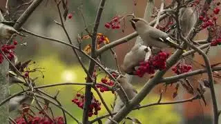 Bohemian Waxwings foraging in a rowan tree