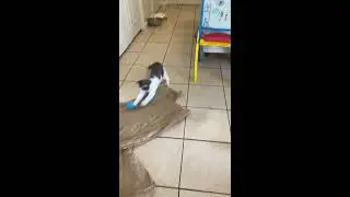 Foster Kitten Tina
