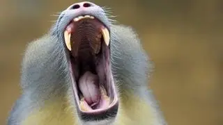 Researcher says monkey chatter sounds like human speech