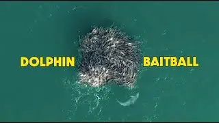 Bottlenose Dolphin Baitball of the coast of Alderney | Channel Islands Wildlife | Ed Staffin