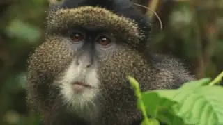 Golden Monkey - Mgahinga Gorilla National Park - Uganda