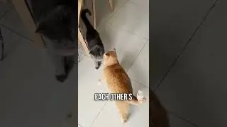 ✨One Simple Trick to Bond with Your Cat!🐱