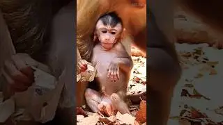poor baby monkey missing her mom 😥#shortsfeed #shortsviral