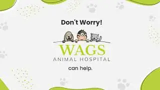 Essential Guide to CDC's New Dog Import Rules
