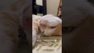 Missy became meownjulika | This is not cuteness, it is horror