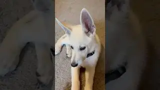 Do you like me? #puppy #whitegermanshepherd #cutedog #dog #dogcute #whitedogs #littledog #animals