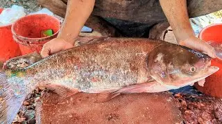 Incredible!! Giant Size Silver Carp Fish Cutting Skills 😱 || Amazing Fish Cutting Technique