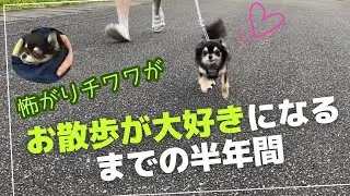 怖がりチワワがお散歩が大好きになるまで #chihuahua #犬 #散歩 #苦手克服 #散歩できるようになる方法