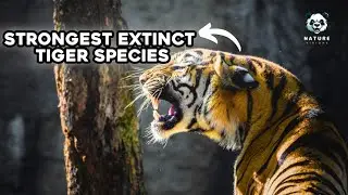 5 Most Powerful Extinct Tiger Species | Nature Visions