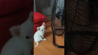 wooba #micropuppy #micropuppy #teacupchihuahua #dog #dogsofyoutube #longcoat #puppy #shortvid #viral
