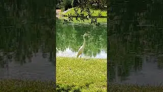 Great Egret in its Natural Habitat | Serene Pondside Bird Video