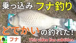 乗っ込みの巨大マブナを狙え！！【🐟春のマブナ釣り】Japanese crucian carp fishing spring 2022