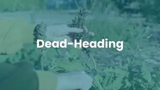 Pruning