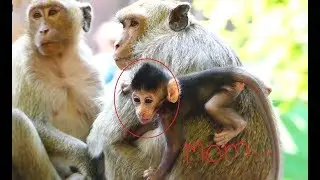 This newborn monkey was stolen by Sasha, It looks pity for newborn monkey, It cries for mommy