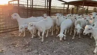 Royal White Ewe Lambs &ndash; Hodges Livestock