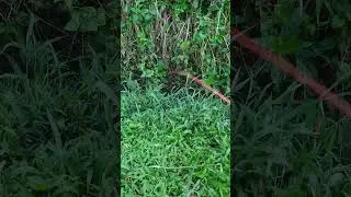 senangnya mancing di parit
