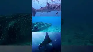 Stunning Underwater... #shorts #underwater #whale