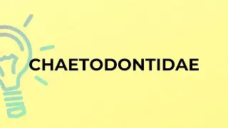 What is the meaning of the word CHAETODONTIDAE?