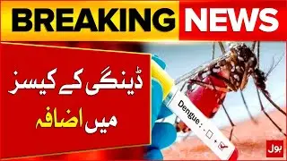 Dengue Cases Surge in Sindh | 439 Infections Reported Across the Province | Breaking News