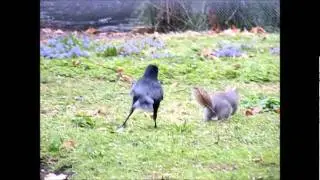 Crow chasing squirrel
