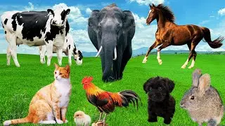 Cute Little Animals - Goat, Dog, Horse, Cat, Puppy, Rabbit, Chicken, Elephant, Cow - Animal sounds