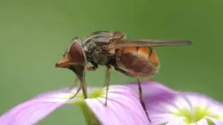 Rhingia campestris