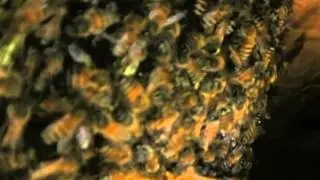 Baptist church bees -Baytown bee relocation